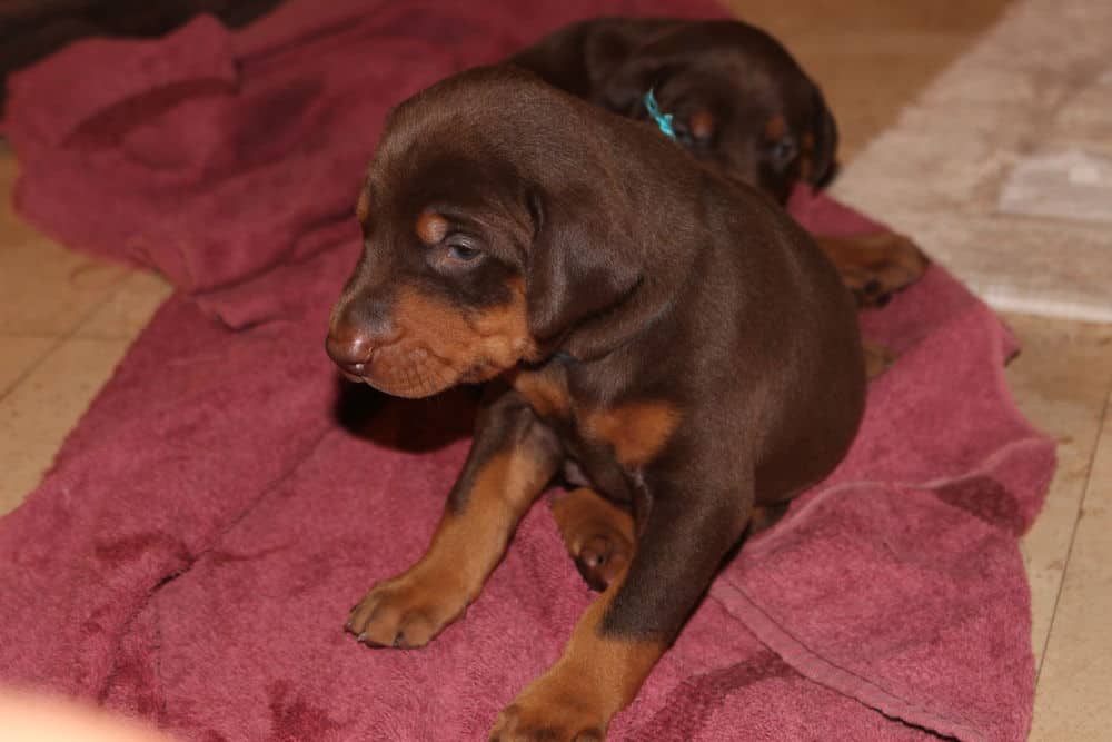 3 week old black and rust, red and rust doberman puppies