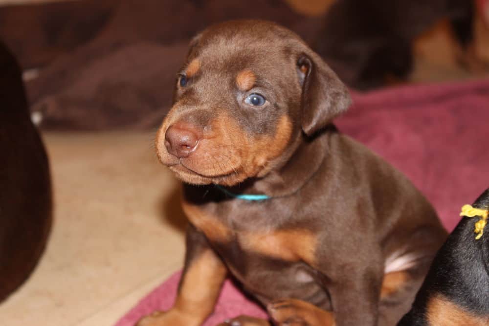 3 week old black and rust, red and rust doberman puppies