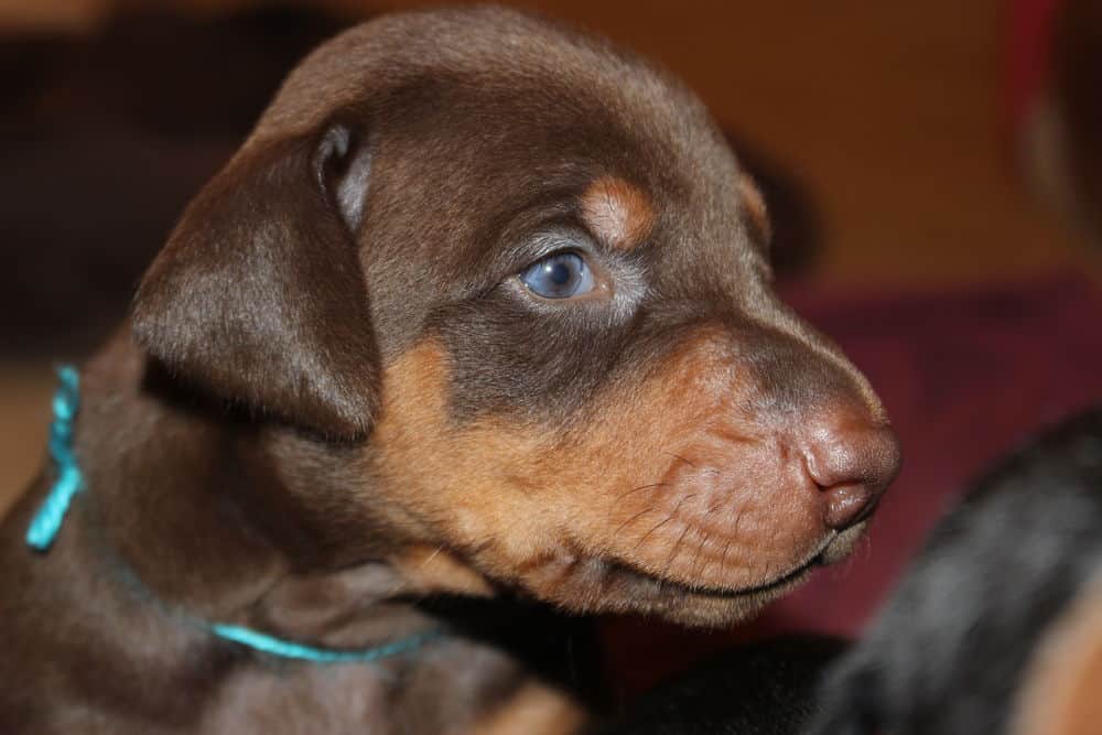 3 week old black and rust, red and rust doberman puppies