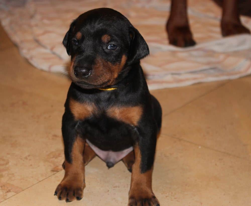 3 week old black and rust, red and rust doberman puppies