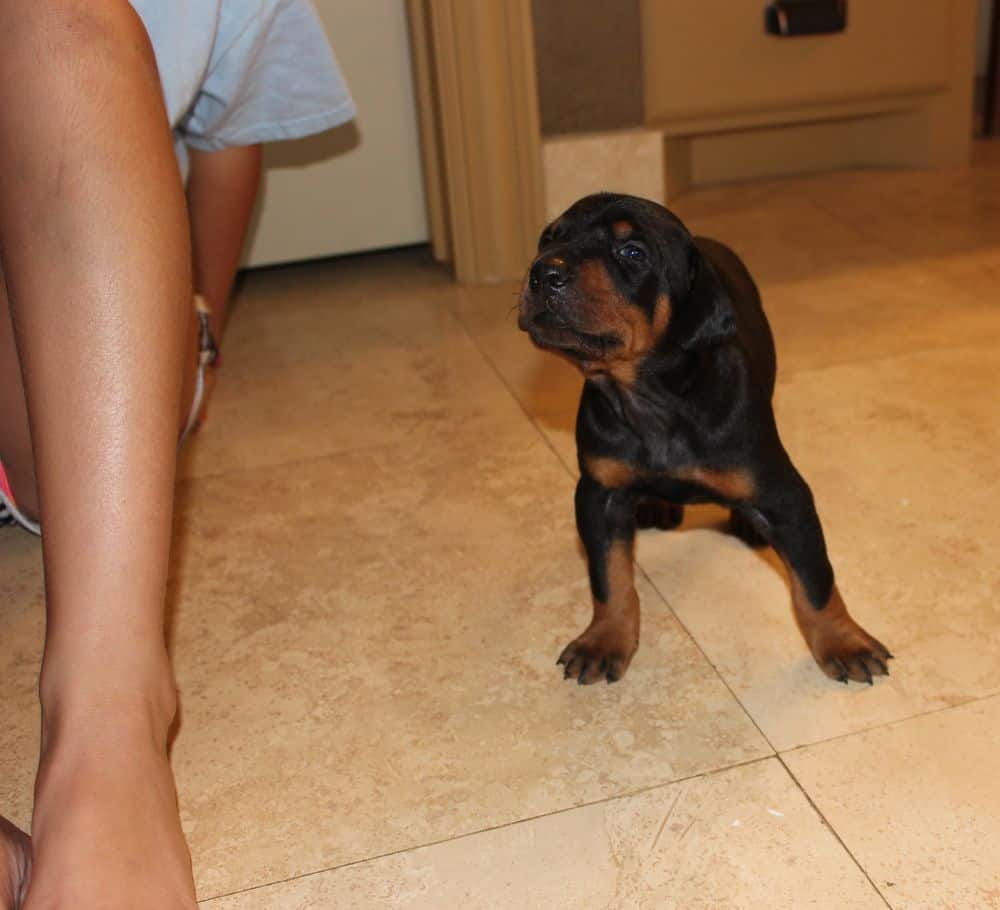 3 week old black and rust, red and rust doberman puppies