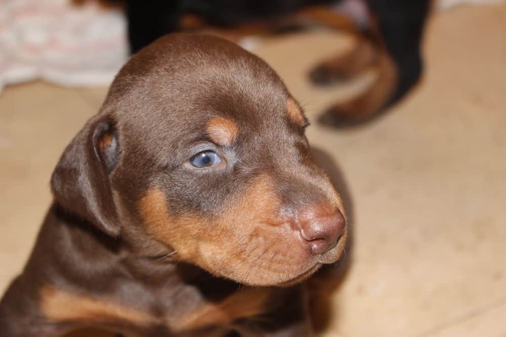 3 week old black and rust, red and rust doberman puppies