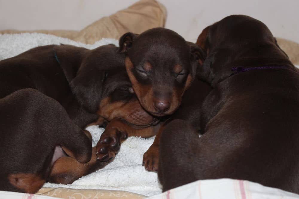 3 week old black and rust, red and rust doberman puppies