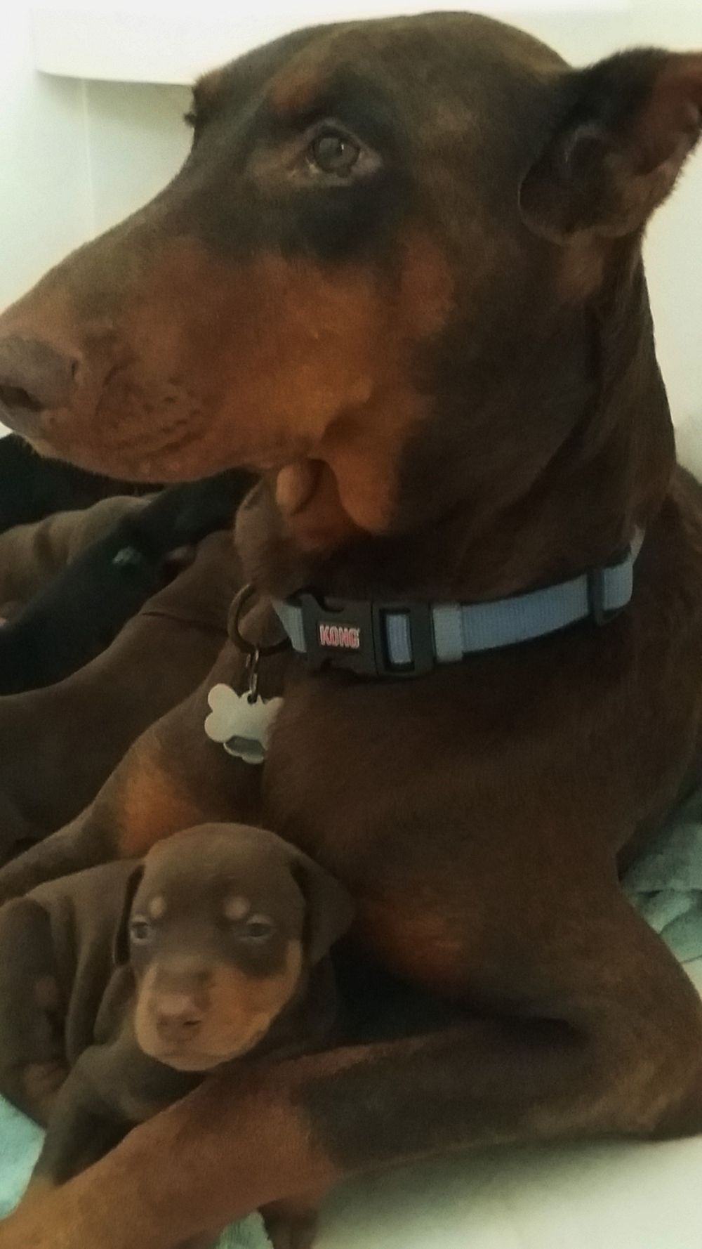 3 week old black and rust, red and rust doberman puppies