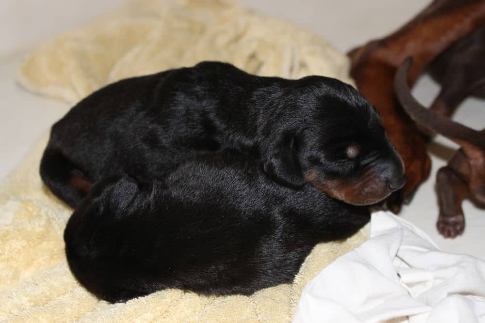 5 day old red and rust, black and rust doberman puppies