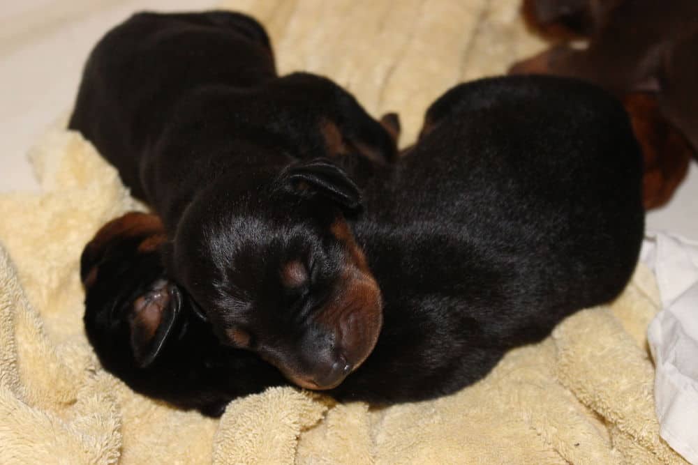 5 day old red and rust, black and rust doberman puppies