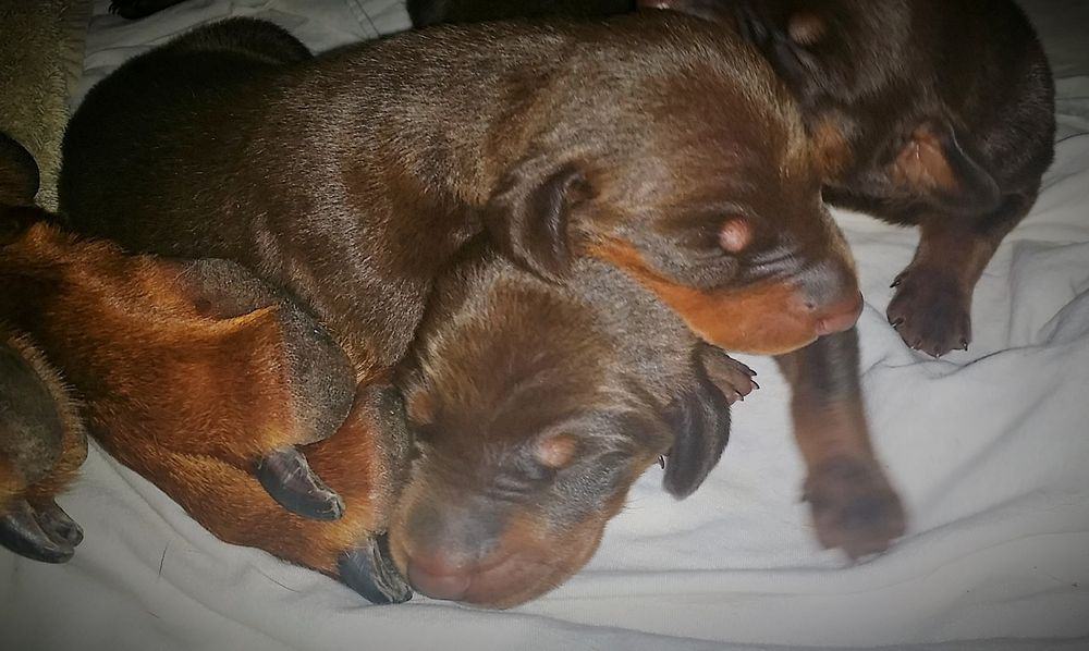 5 day old red and rust, black and rust doberman puppies