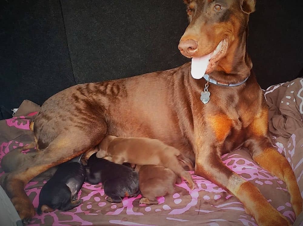 5 day old red and rust, black and rust doberman puppies