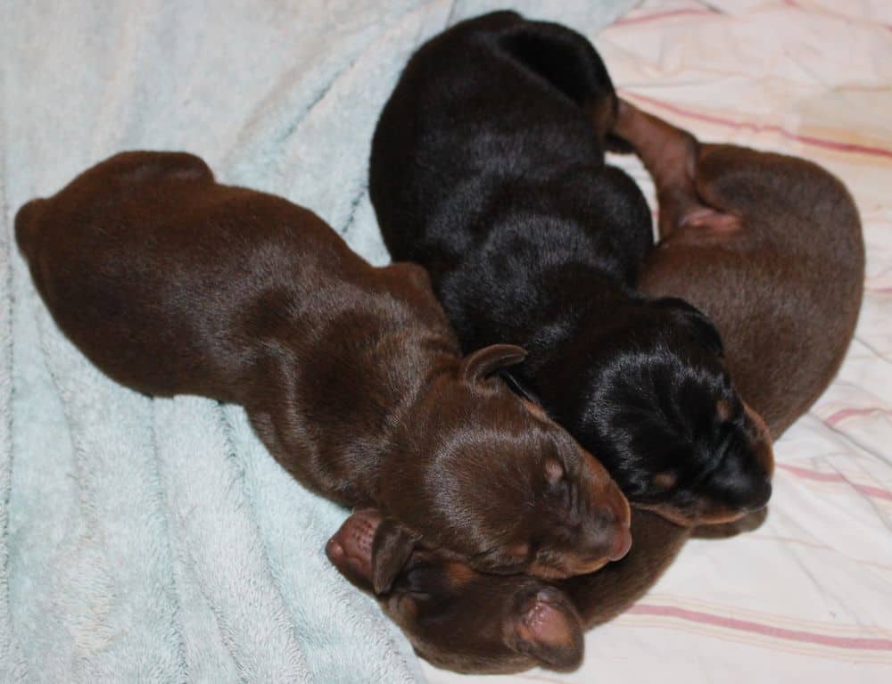 5 day old red and rust, black and rust doberman puppies