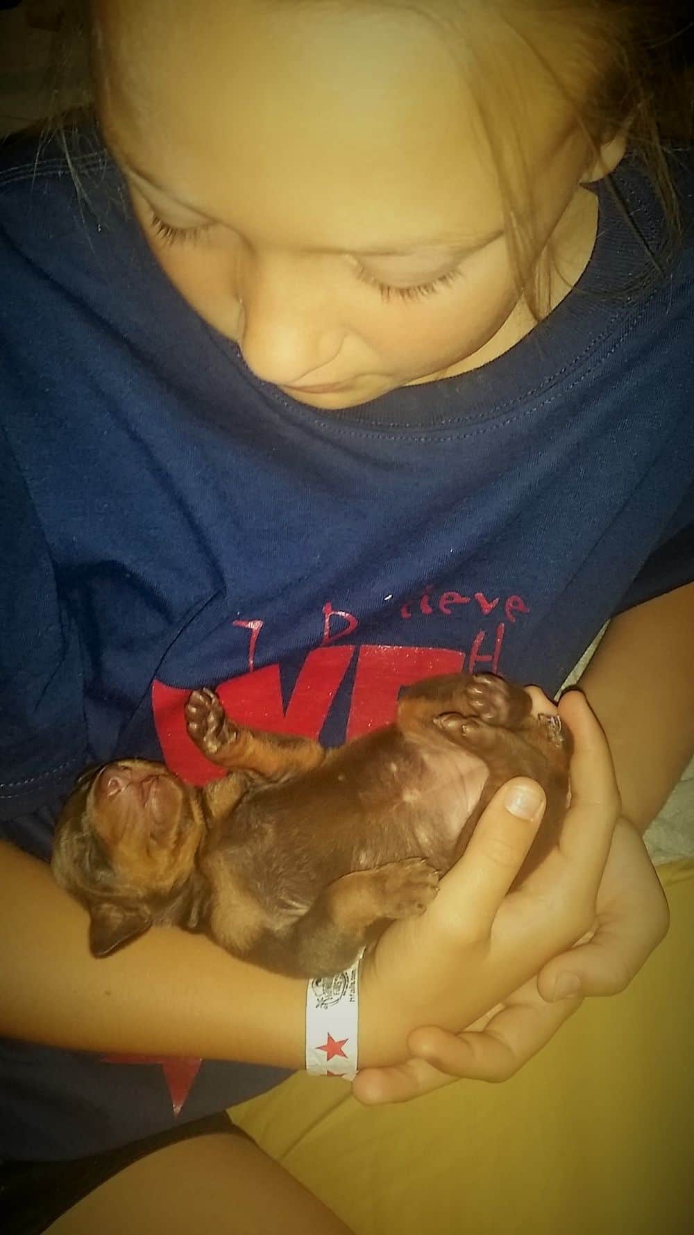 6 day old red and rust, black and rust doberman puppies