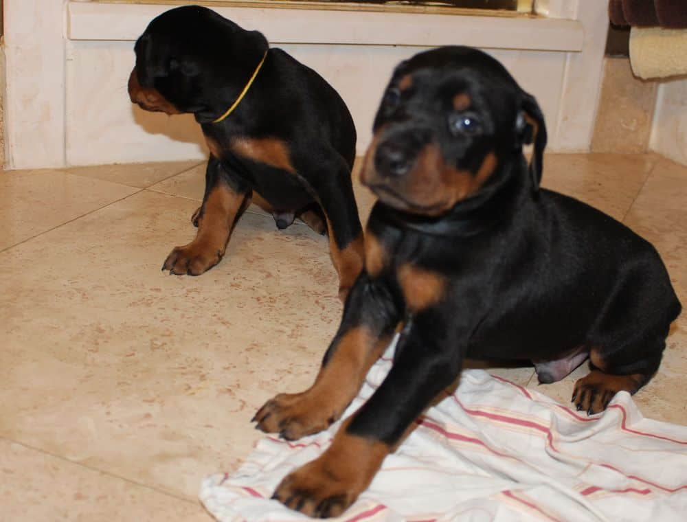 3 week old black and rust, red and rust doberman puppies