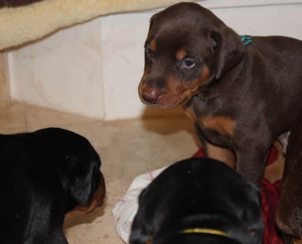 3 week old black and rust, red and rust doberman puppies