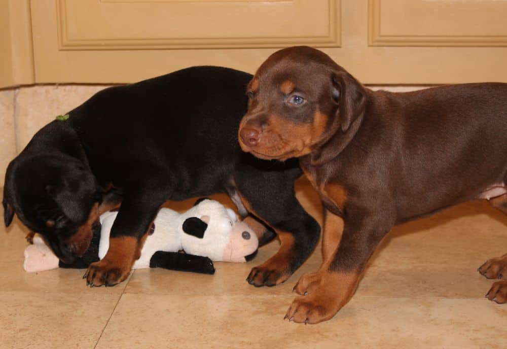 3 week old black and rust, red and rust doberman puppies