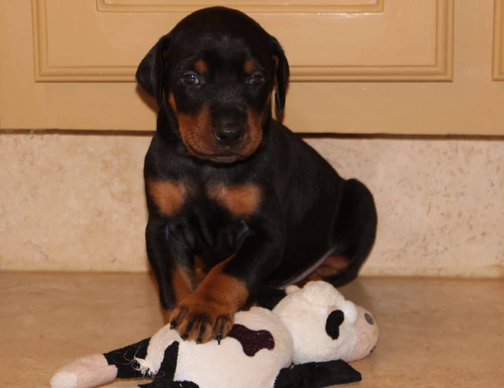 3 week old black and rust, red and rust doberman puppies