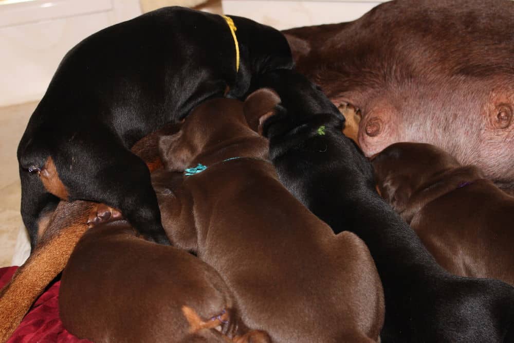 3 week old black and rust, red and rust doberman puppies