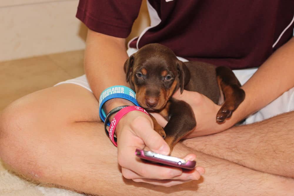 red and rust female doberman pups with teenager