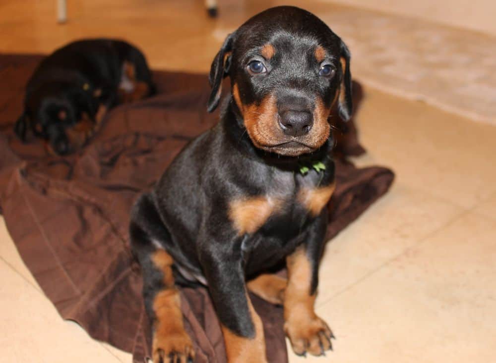 4 week old red and rust doberman puppy