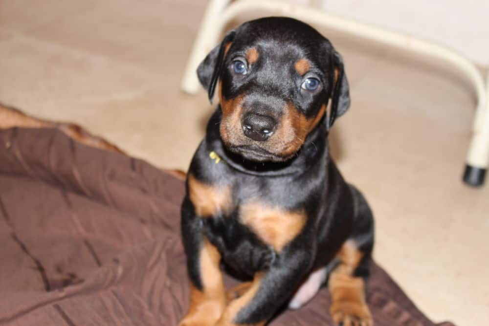 4 week old red and rust doberman puppy