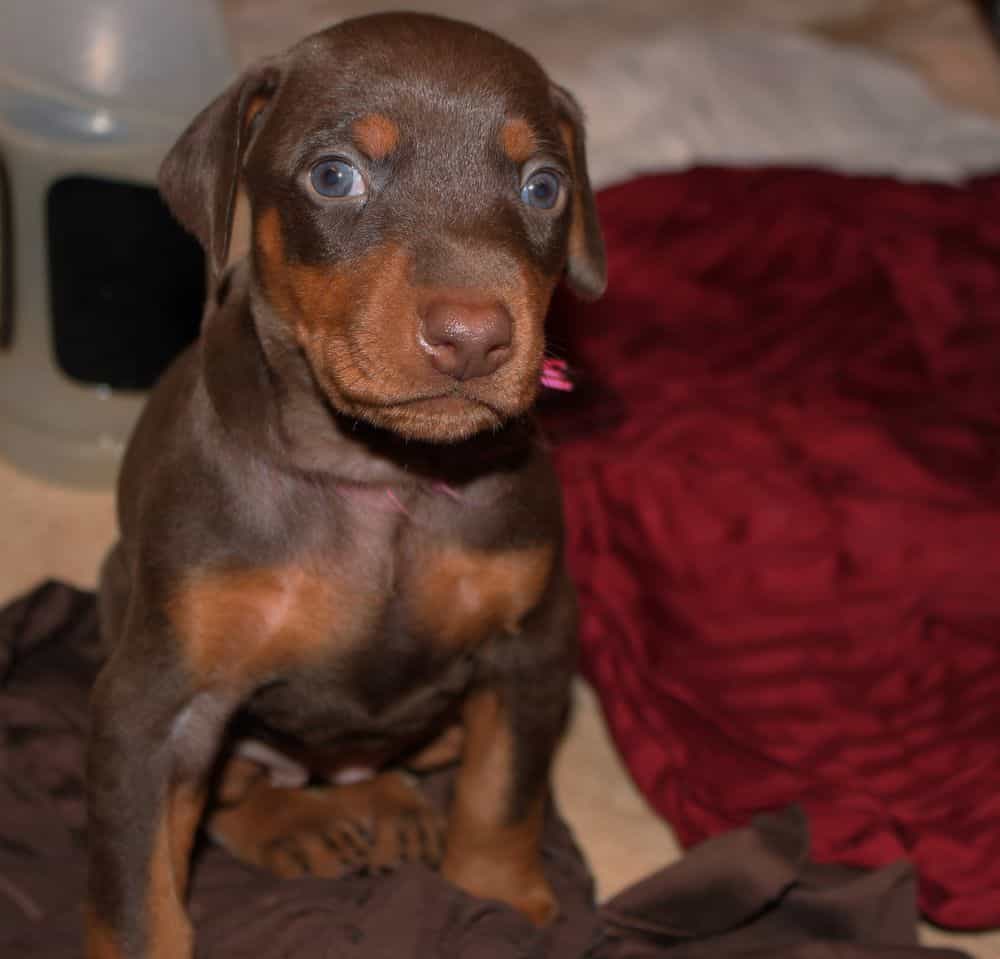 4 week old red and rust doberman puppy