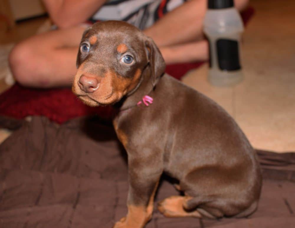 4 week old red and rust doberman puppy