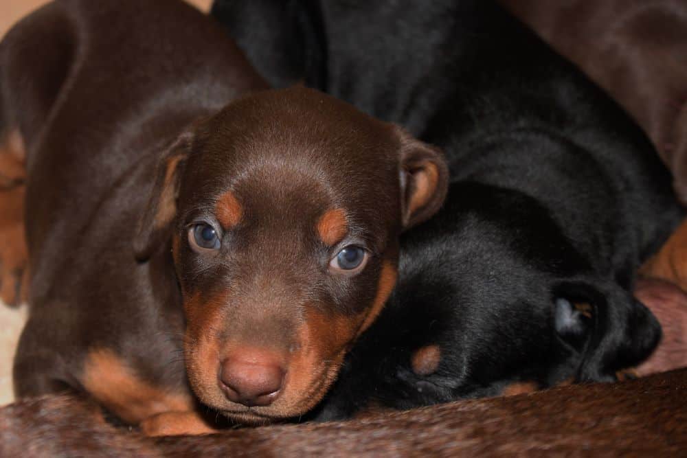 4 week old red and rust doberman puppy