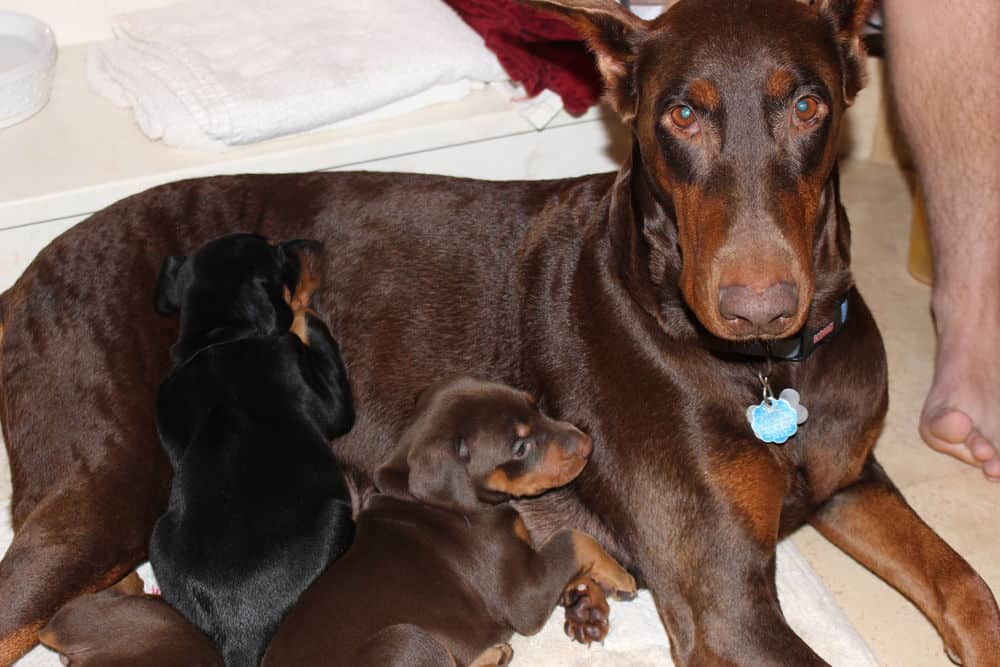 4 week old red and rust doberman puppy