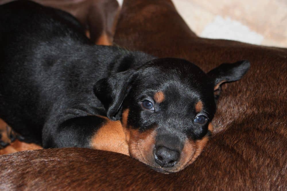 4 week old red and rust doberman puppy