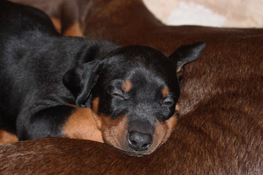 4 week old red and rust doberman puppy