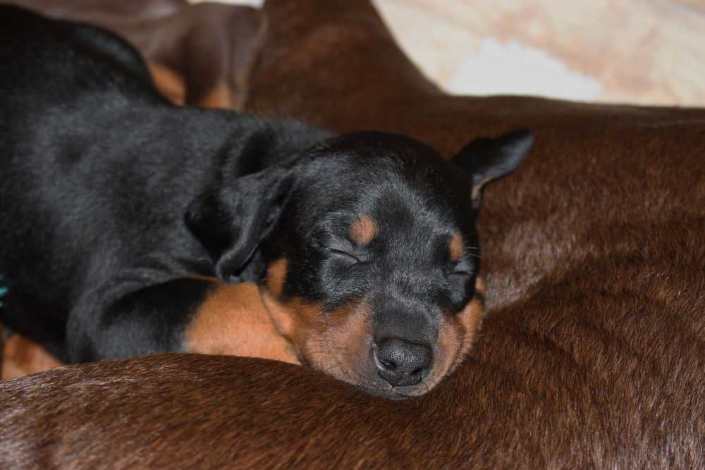 4 week old red and rust doberman puppy