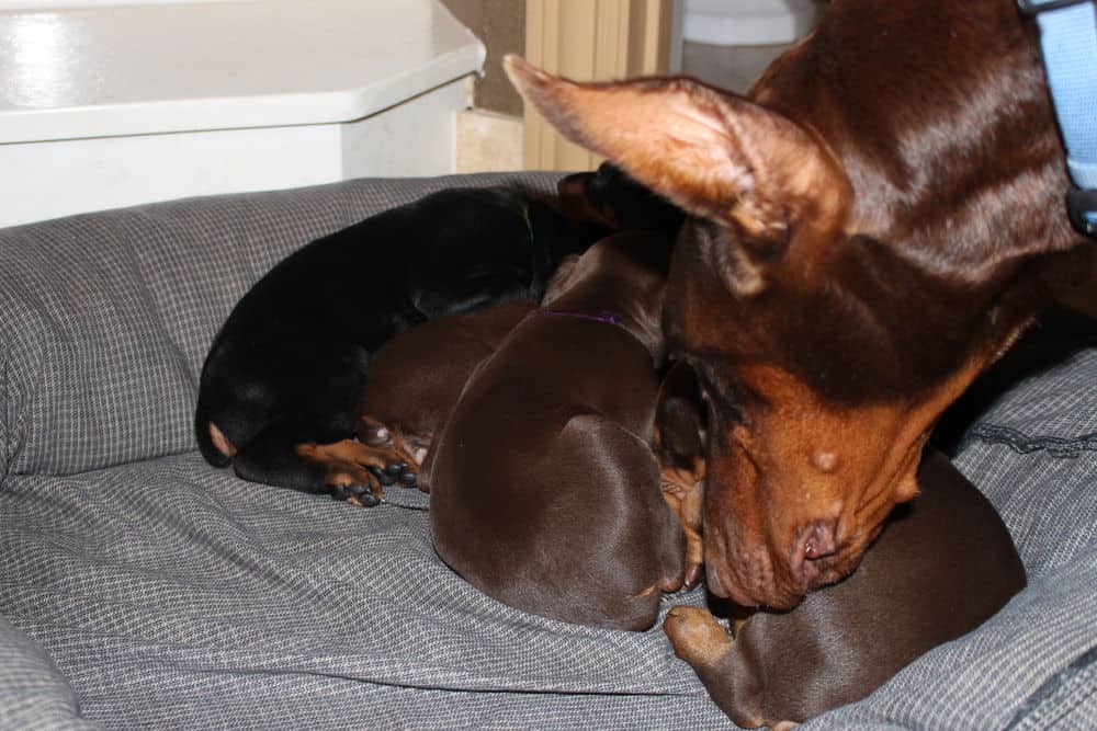 4 week old red and rust doberman puppy