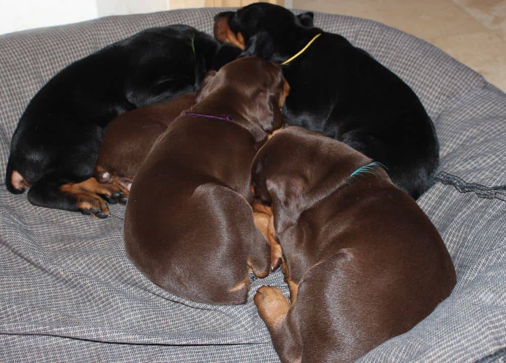 4 week old red and rust doberman puppy