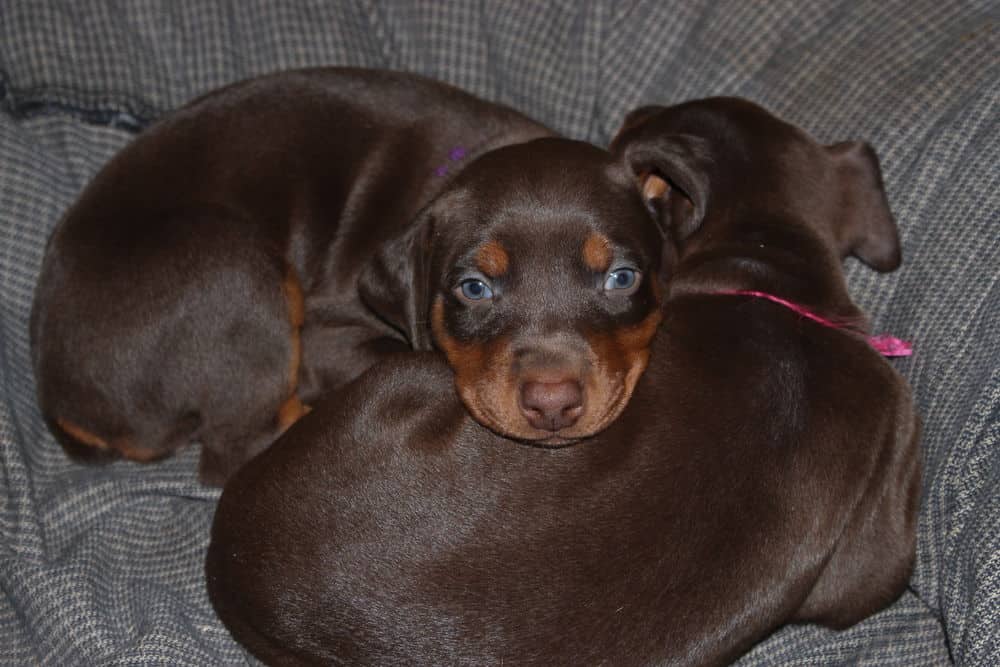 4 week old red and rust doberman puppy