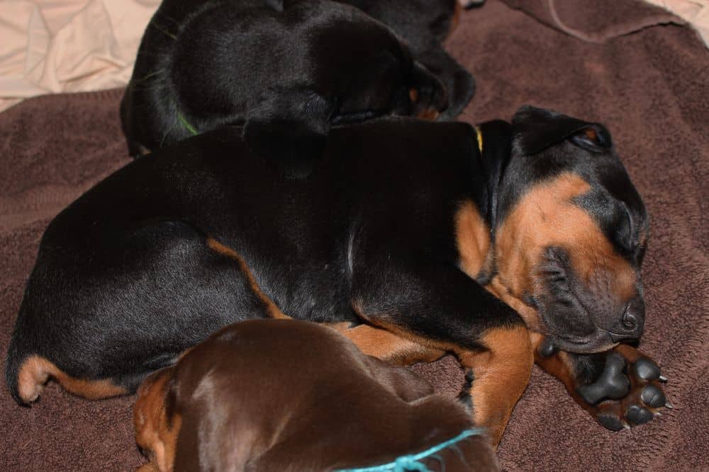 4 week old red and rust doberman puppy