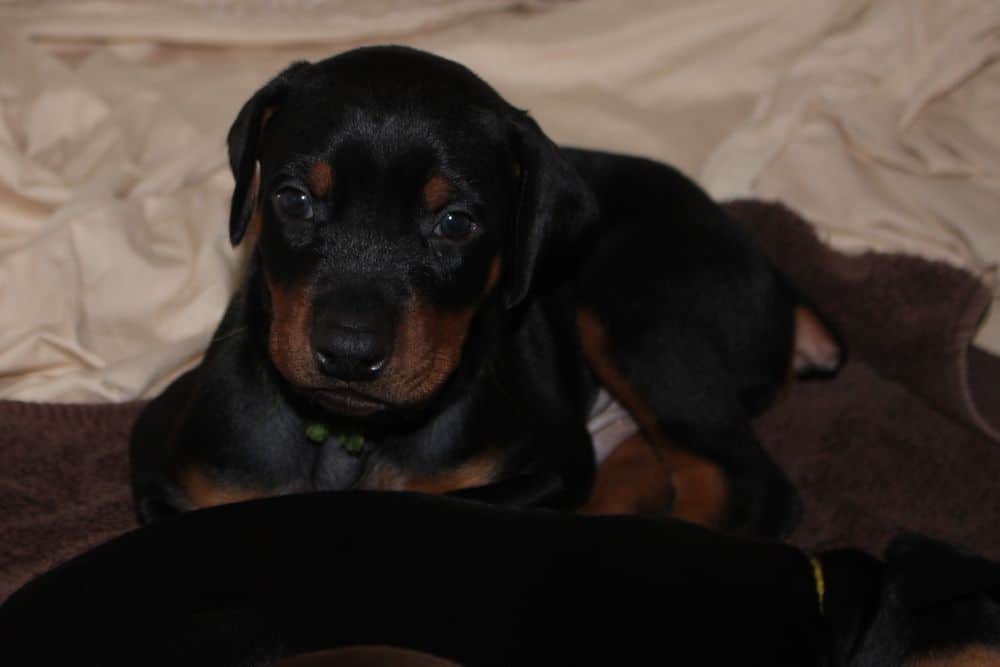 4 week old red and rust doberman puppy