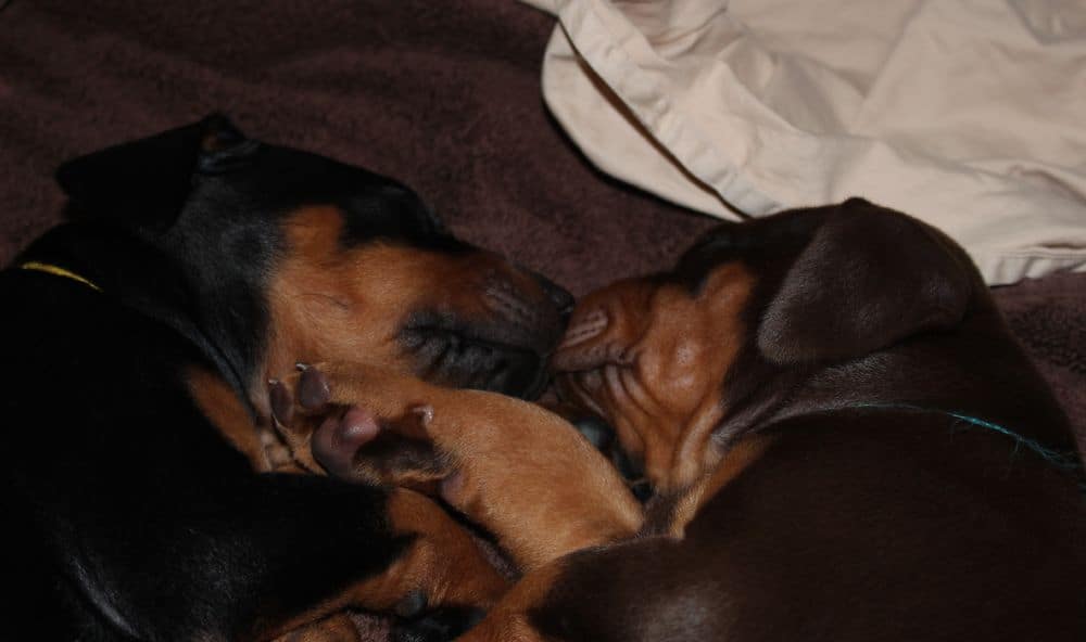 4 week old red and rust doberman puppy