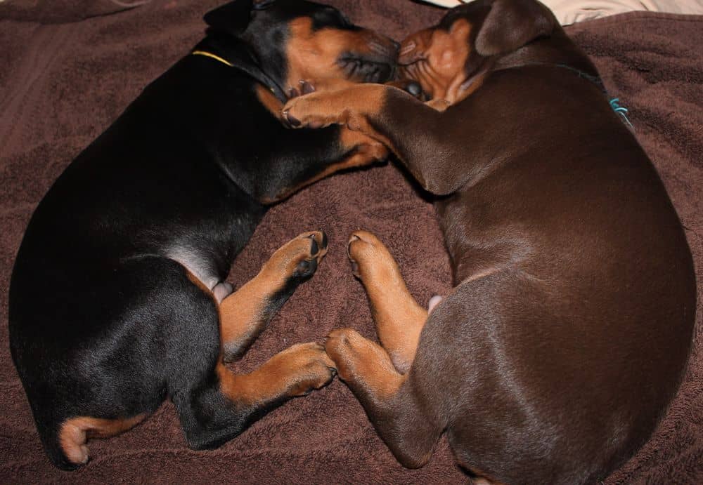 4 week old red and rust doberman puppy