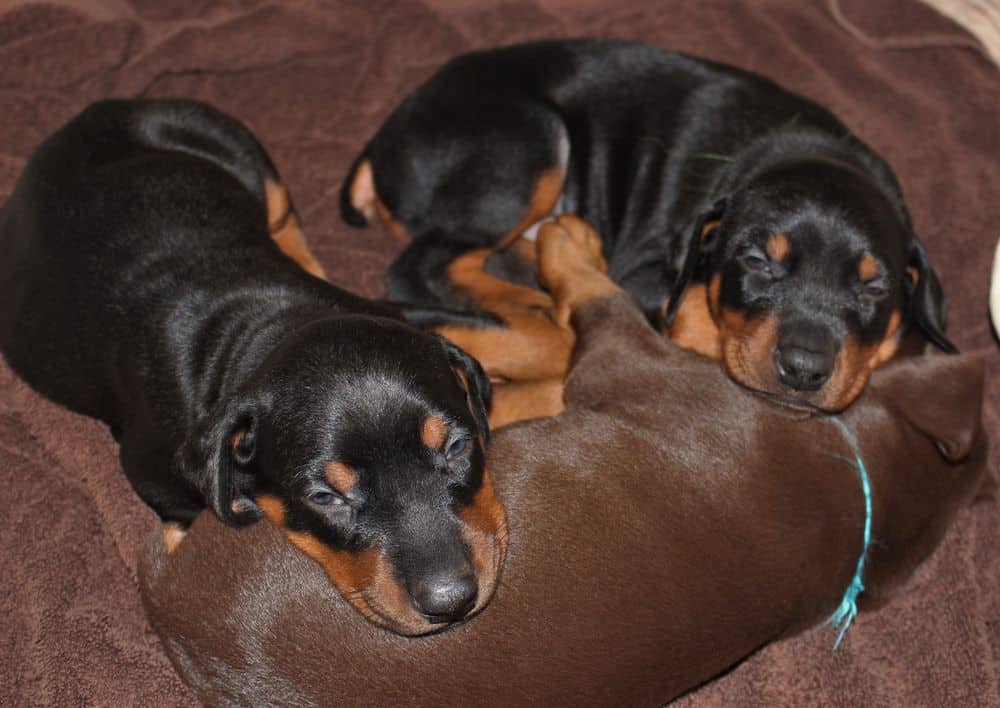 4 week old red and rust doberman puppy