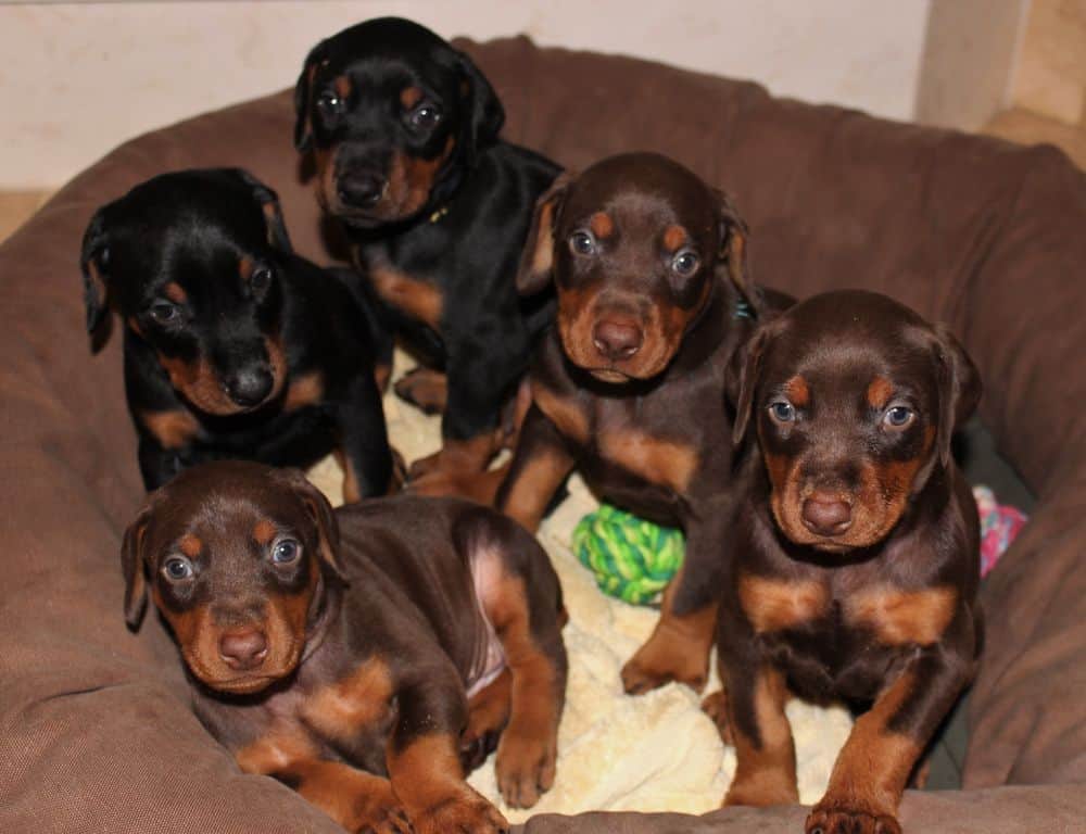 4-1/2 week old red and rust doberman puppy