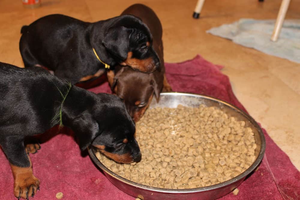 4-1/2 week old red and rust doberman puppy