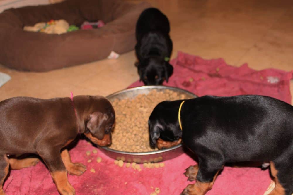 4-1/2 week old red and rust doberman puppy