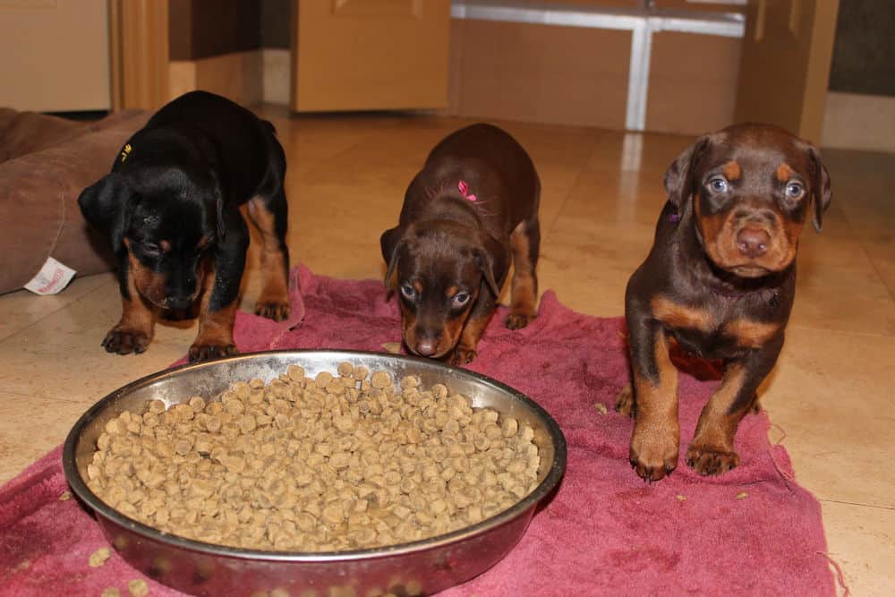 4-1/2 week old red and rust doberman puppy