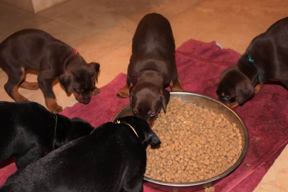 4-1/2 week old red and rust doberman puppy