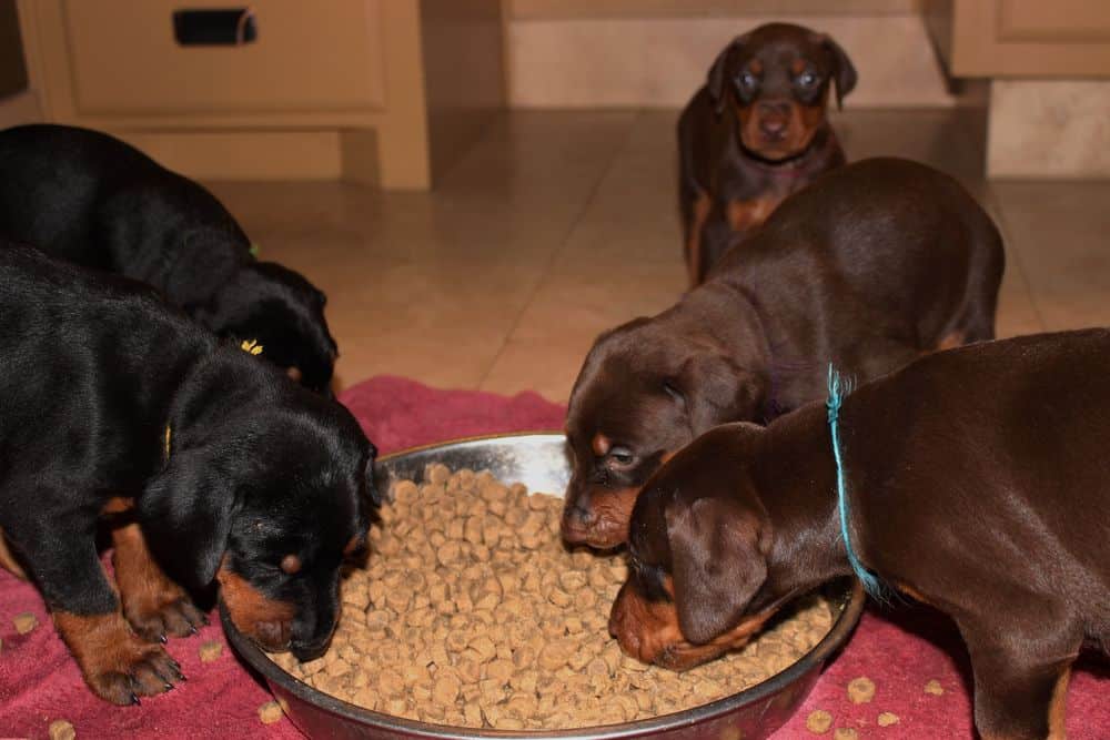 4-1/2 week old red and rust doberman puppy