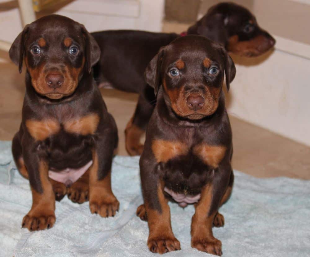 4-1/2 week old red and rust doberman puppy