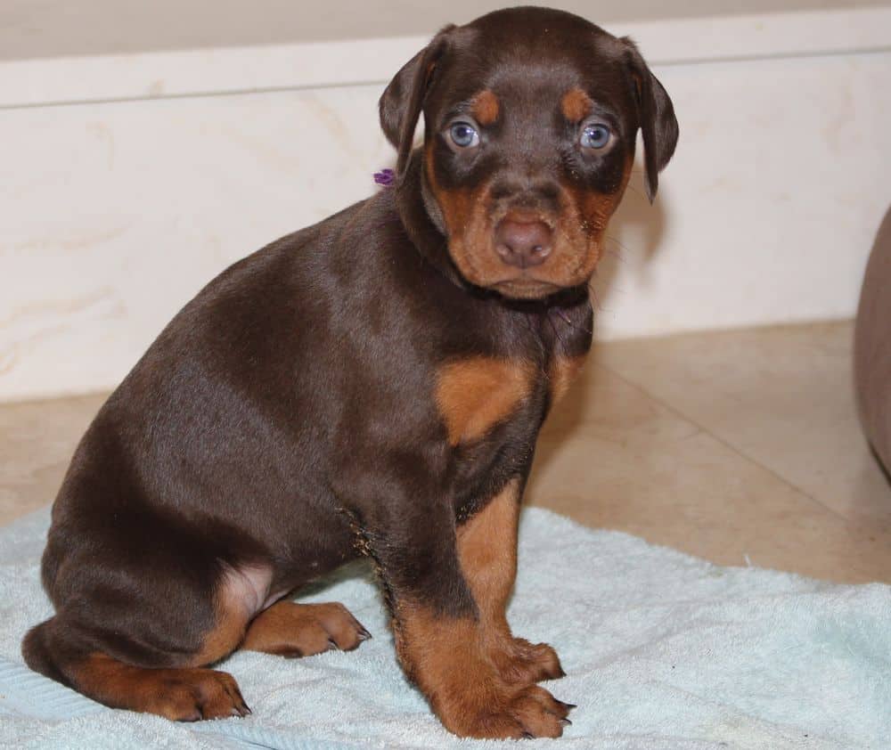 4-1/2 week old red and rust doberman puppy