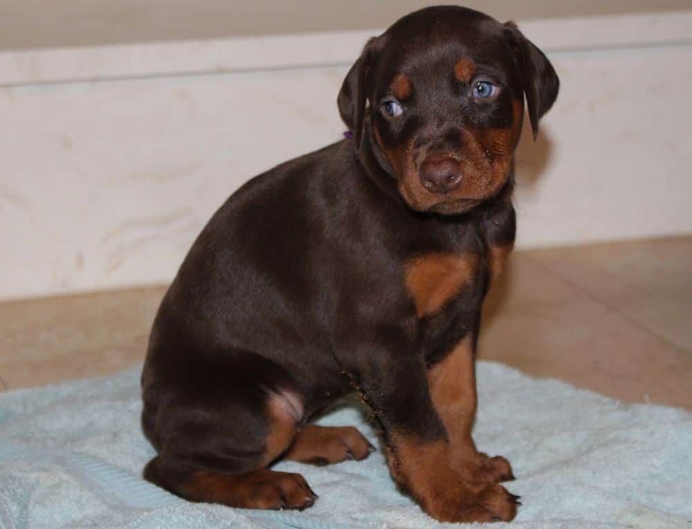 4-1/2 week old red and rust doberman puppy