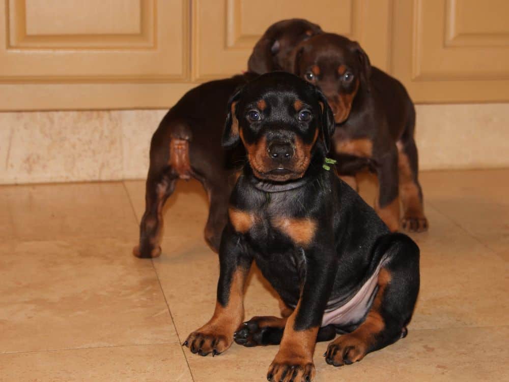 4-1/2 week old red and rust doberman puppy