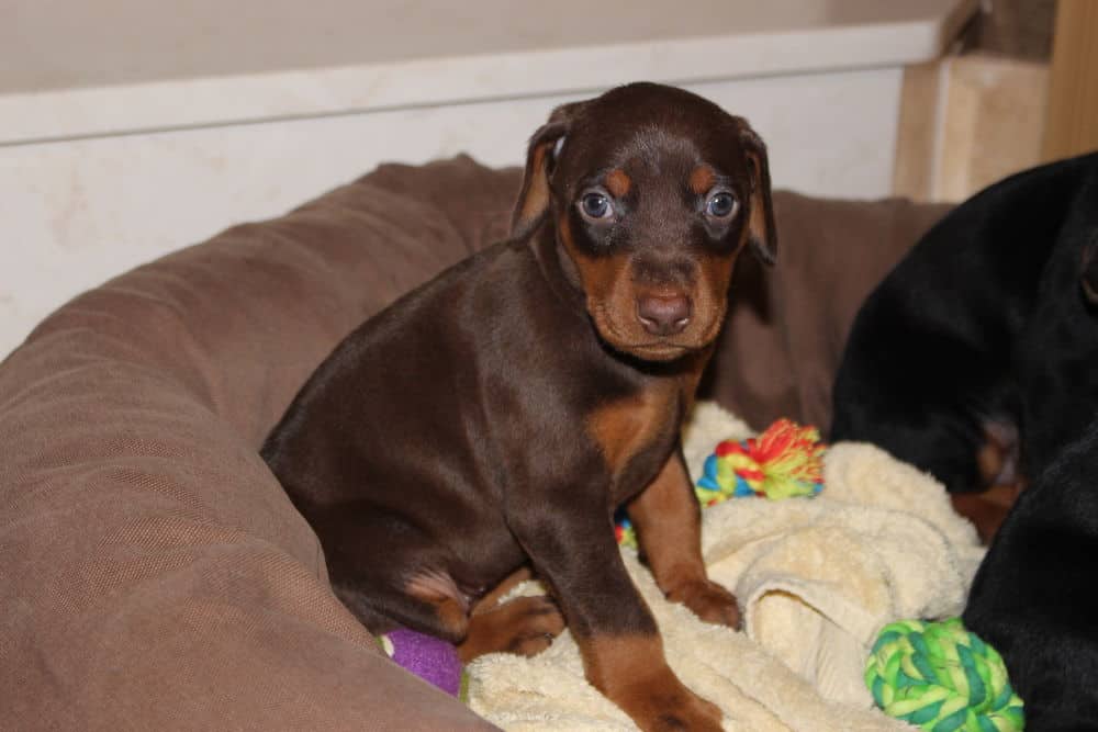 4-1/2 week old red and rust doberman puppy