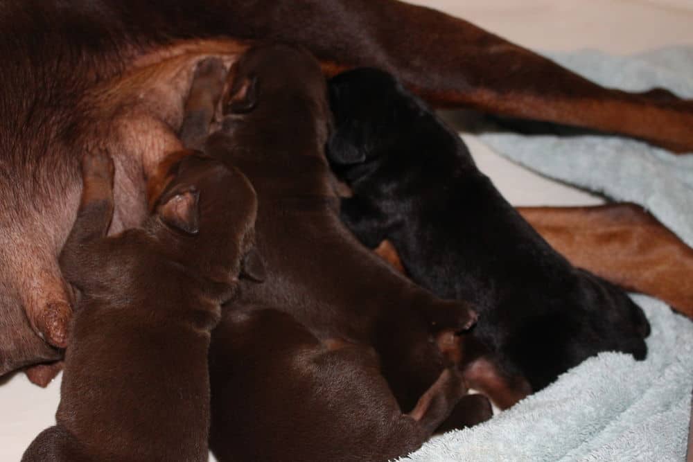 6 day old red and rust, black and rust doberman puppies