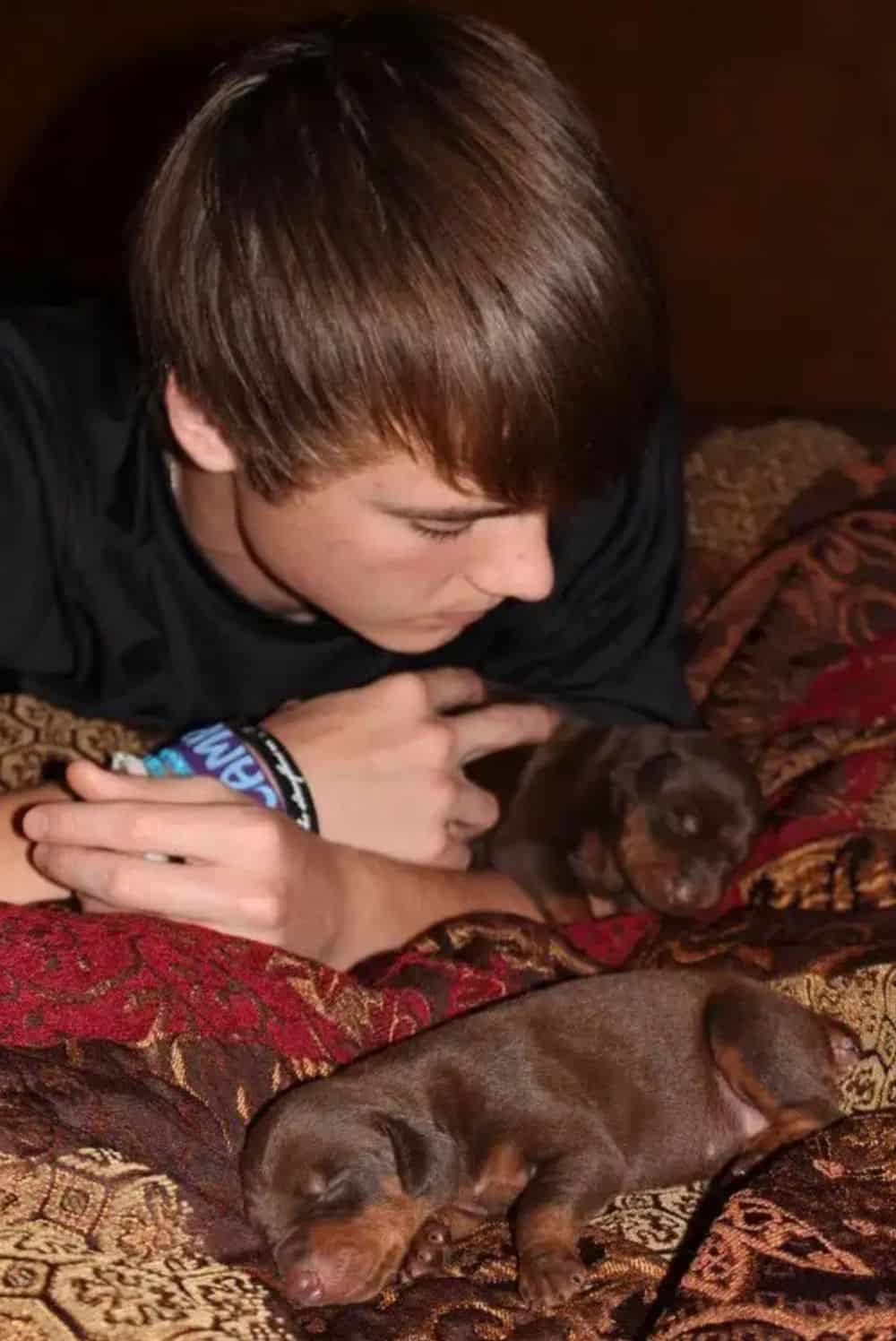 teenage boy with red rust doberman puppies weeks old